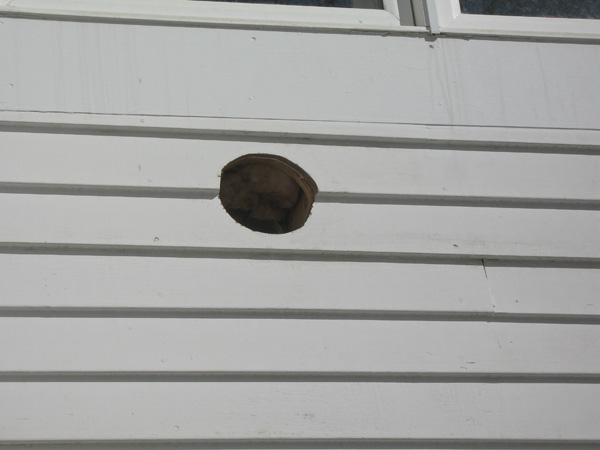 Hole in the siding